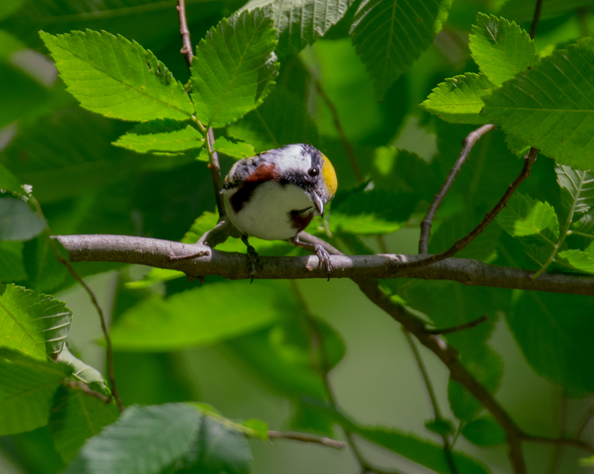 Chestnut-sided Warbler