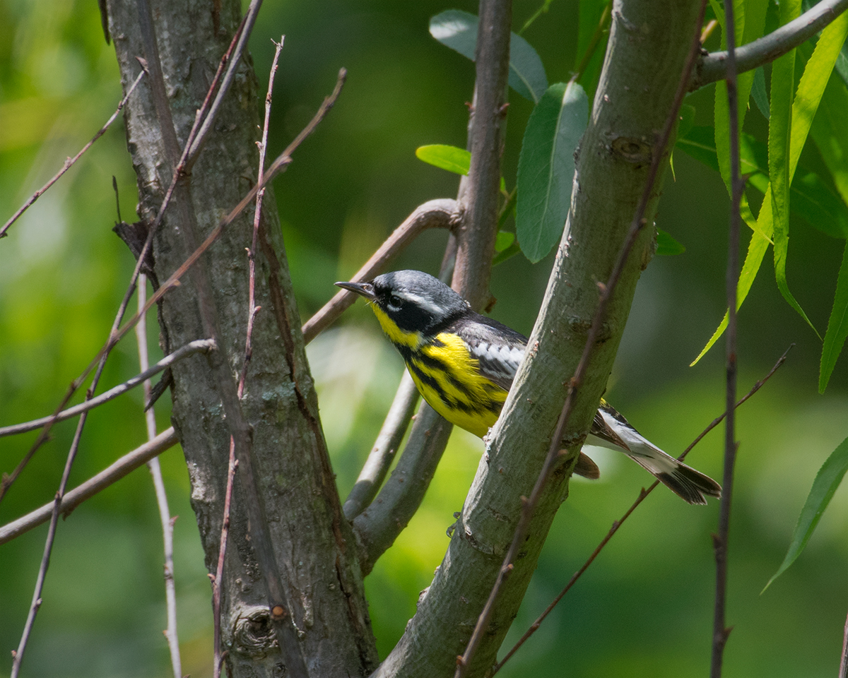 Magnolia Warbler