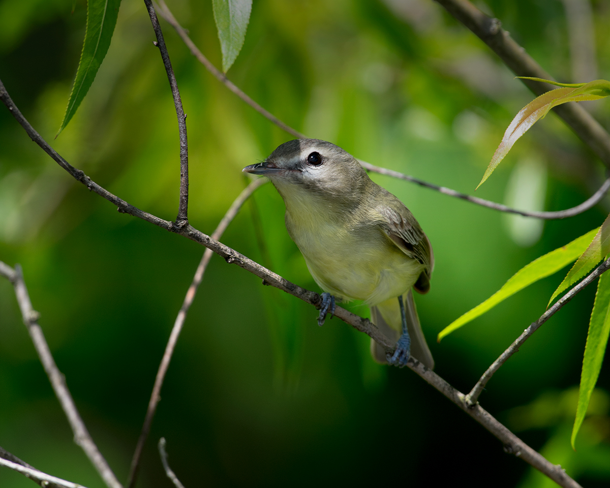 Warbling Vireo