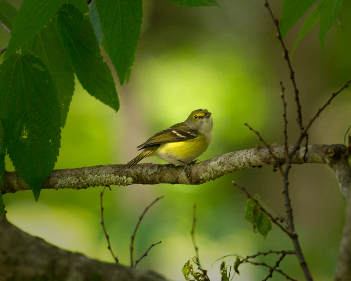 White-eyed Vireo