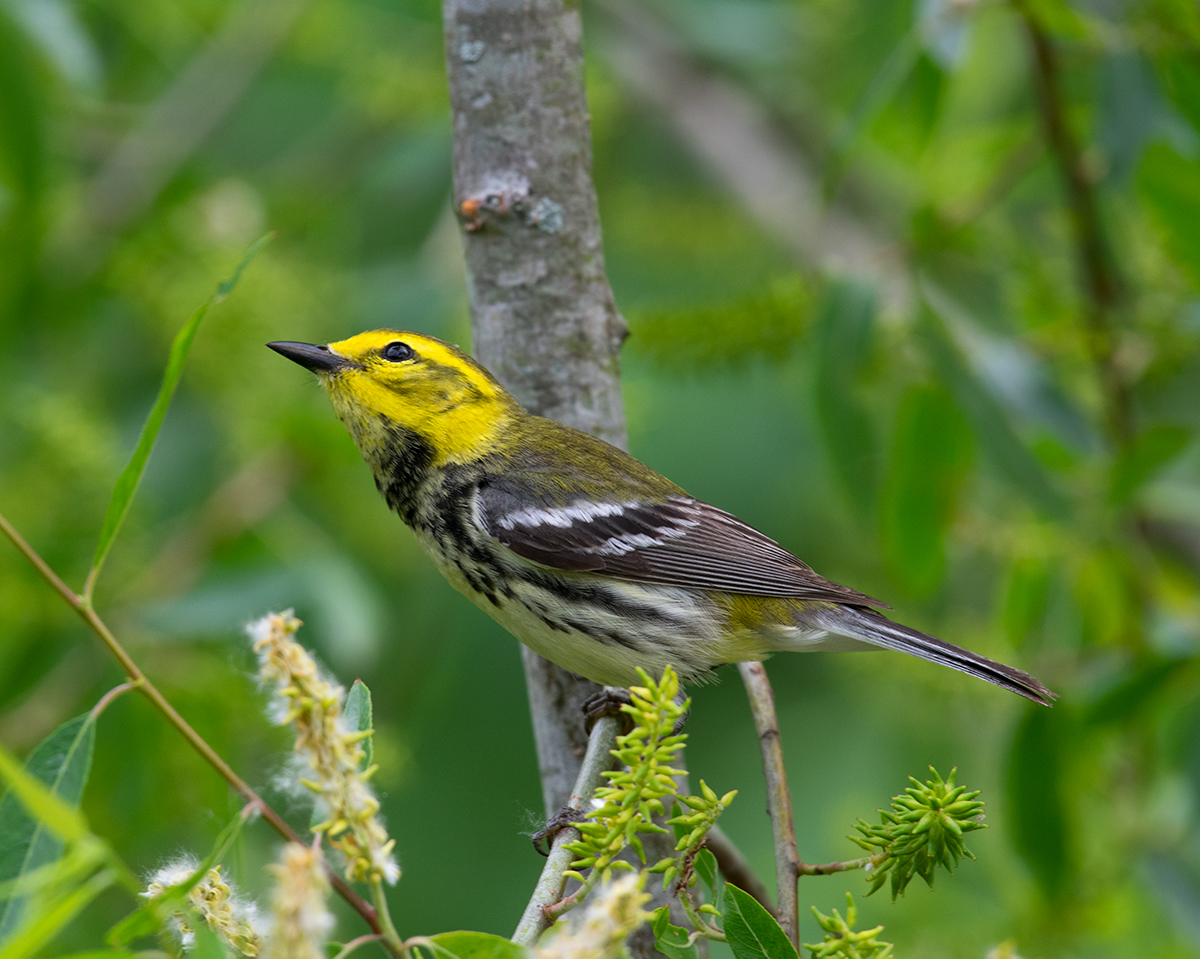 Black-throated Green Warbler