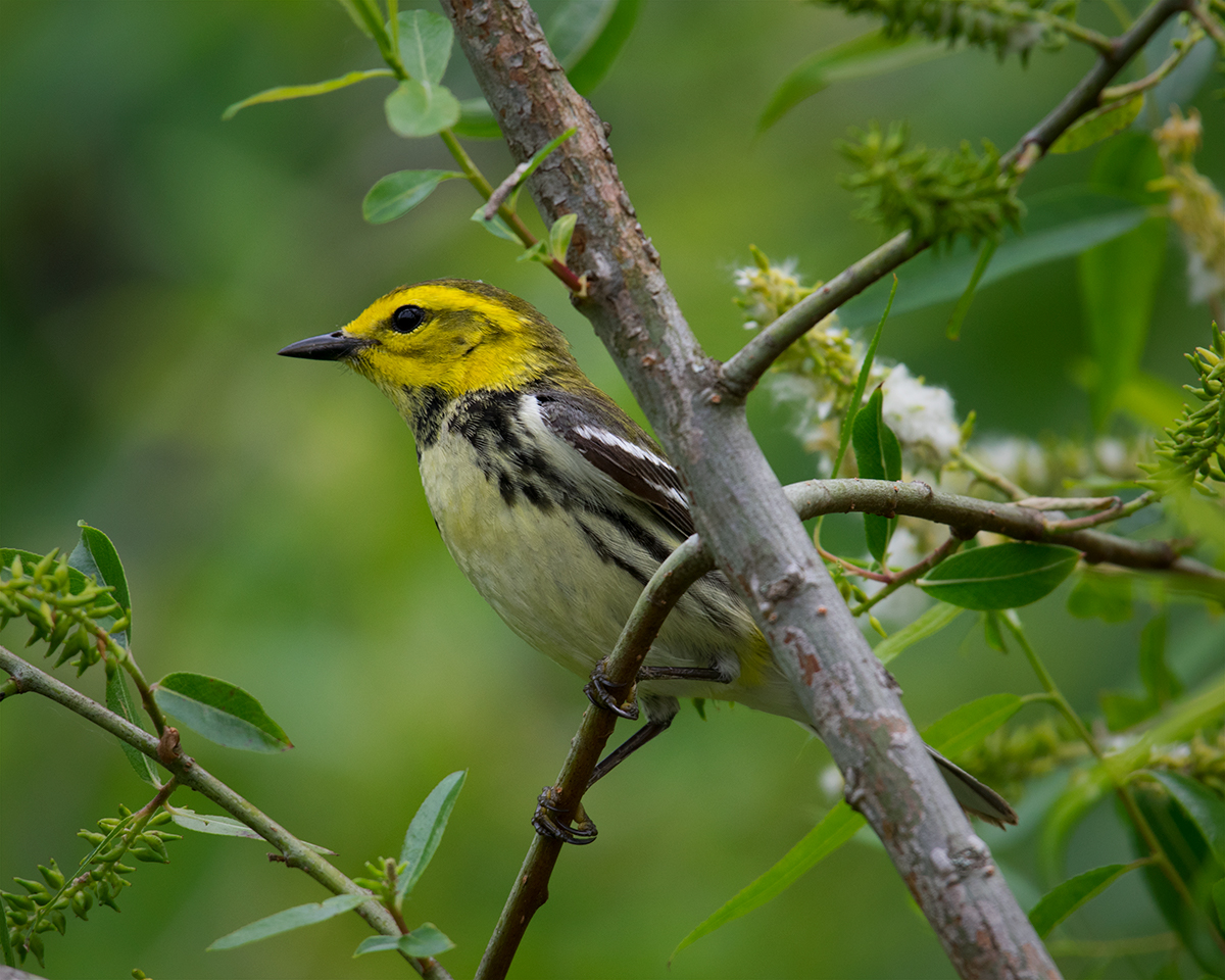 Black-throated Green Warbler