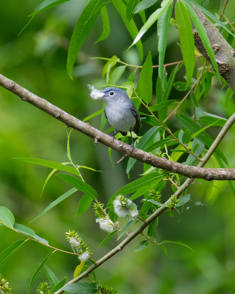 Blue-gray Gnatcatcher