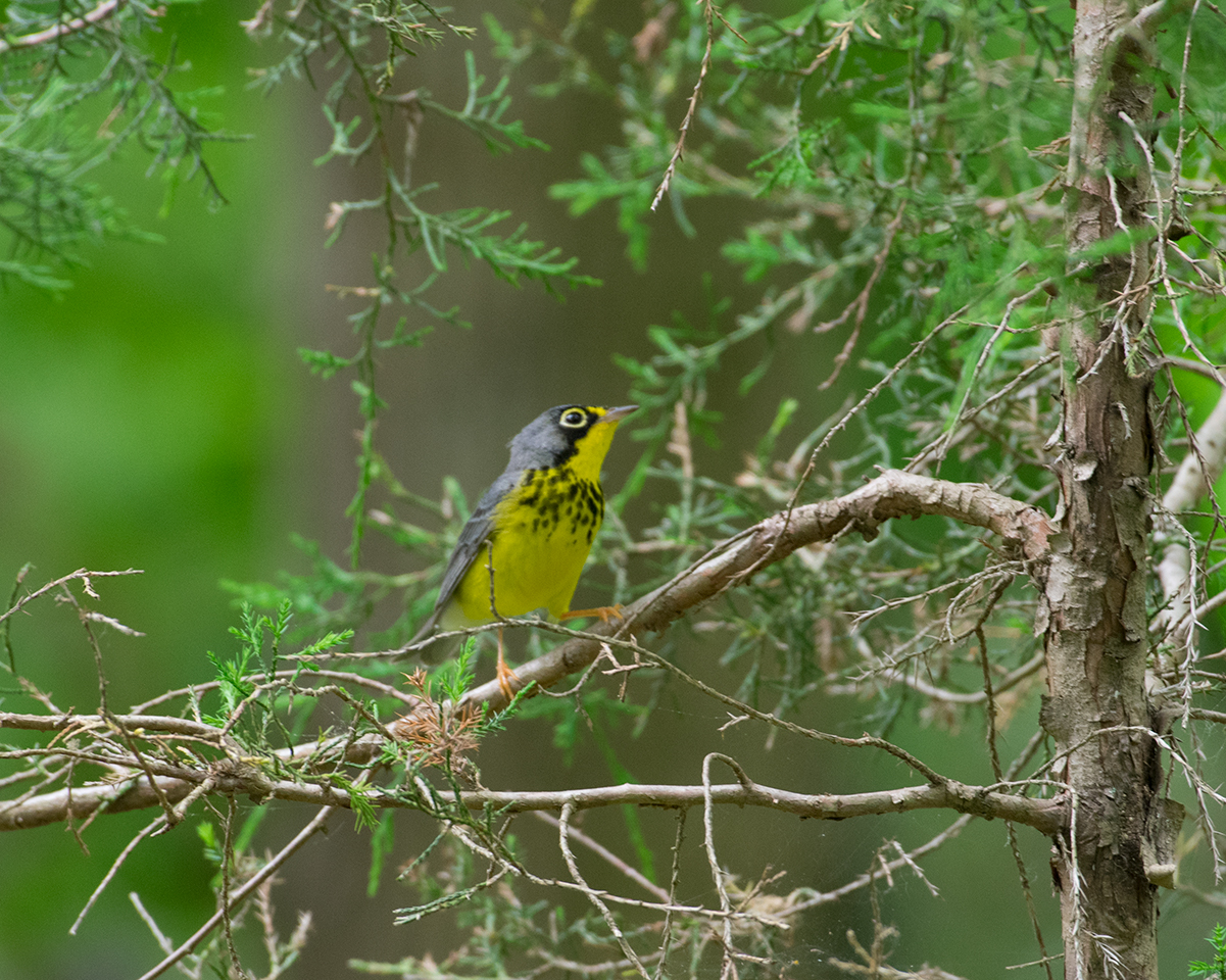 Canada Warbler