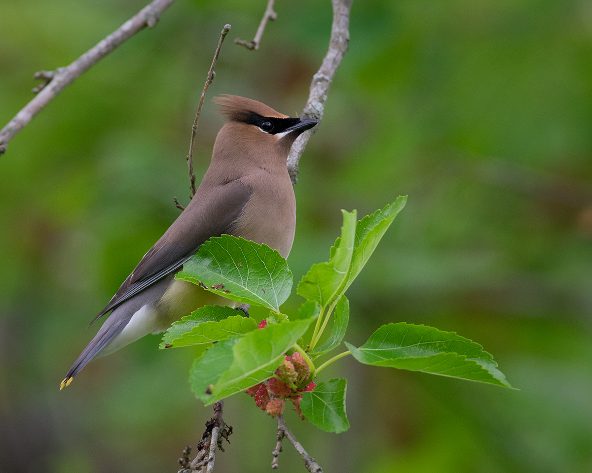 Cedar Waxwing