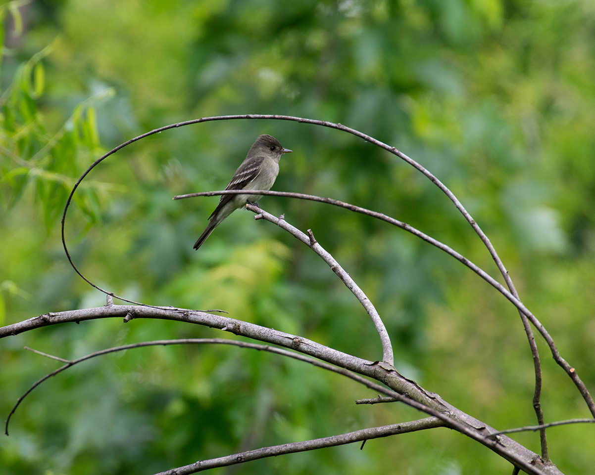 Eastern Wood-pewee