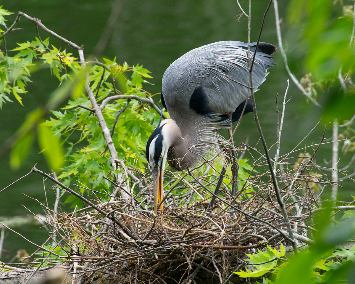 Great Blue Heron