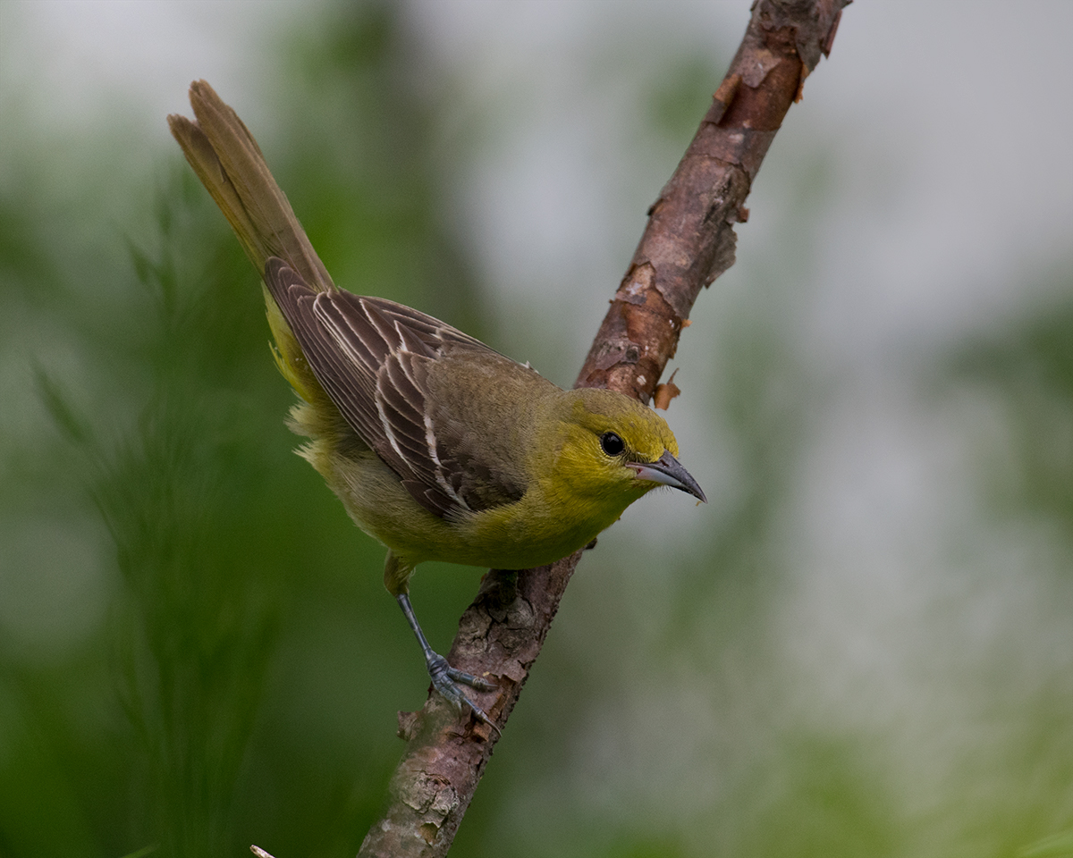 Orchard Oriole