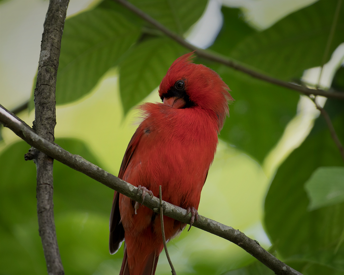 Northern Cardinal