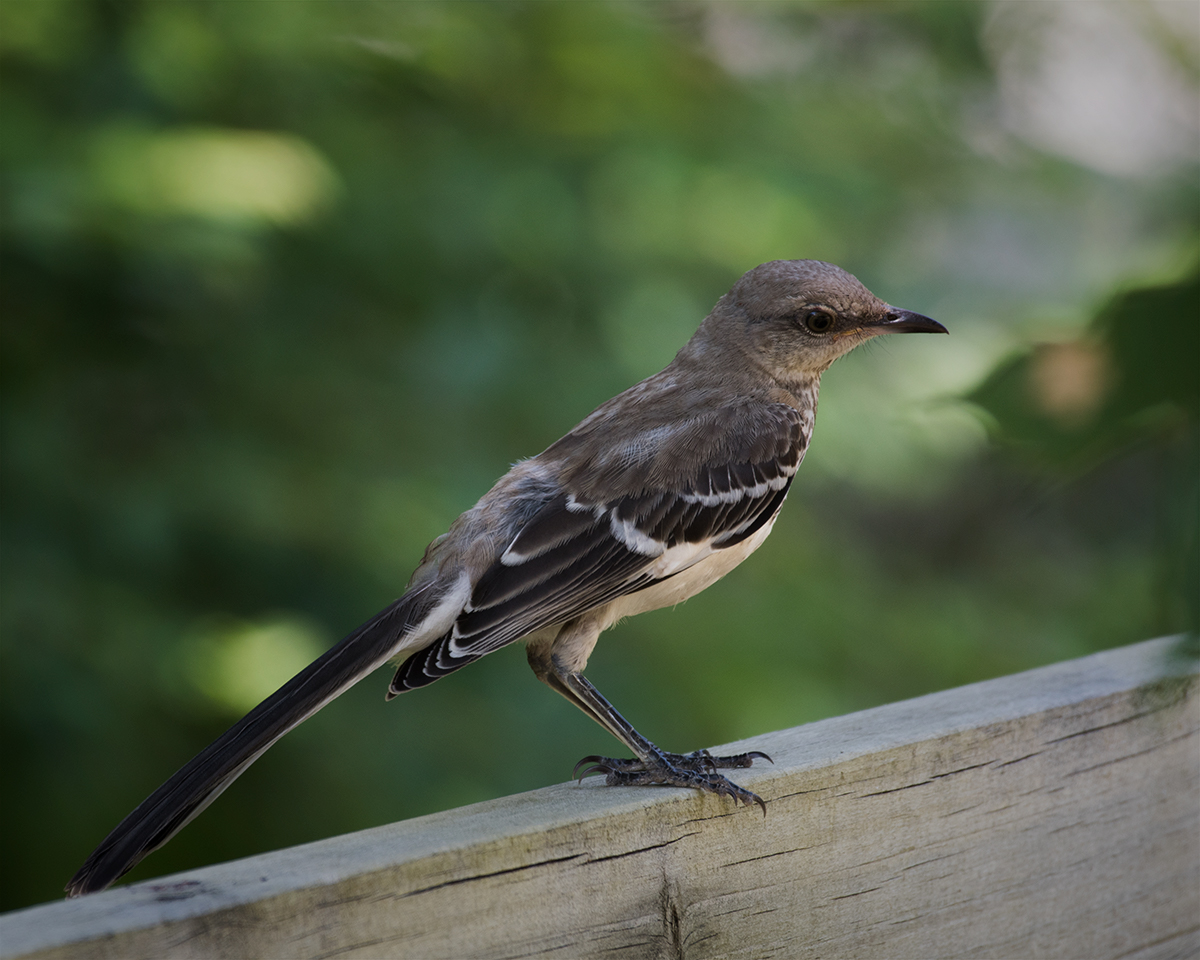 Northern Mockingbird