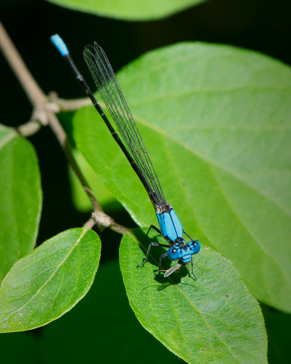Blue-fronted Dancer