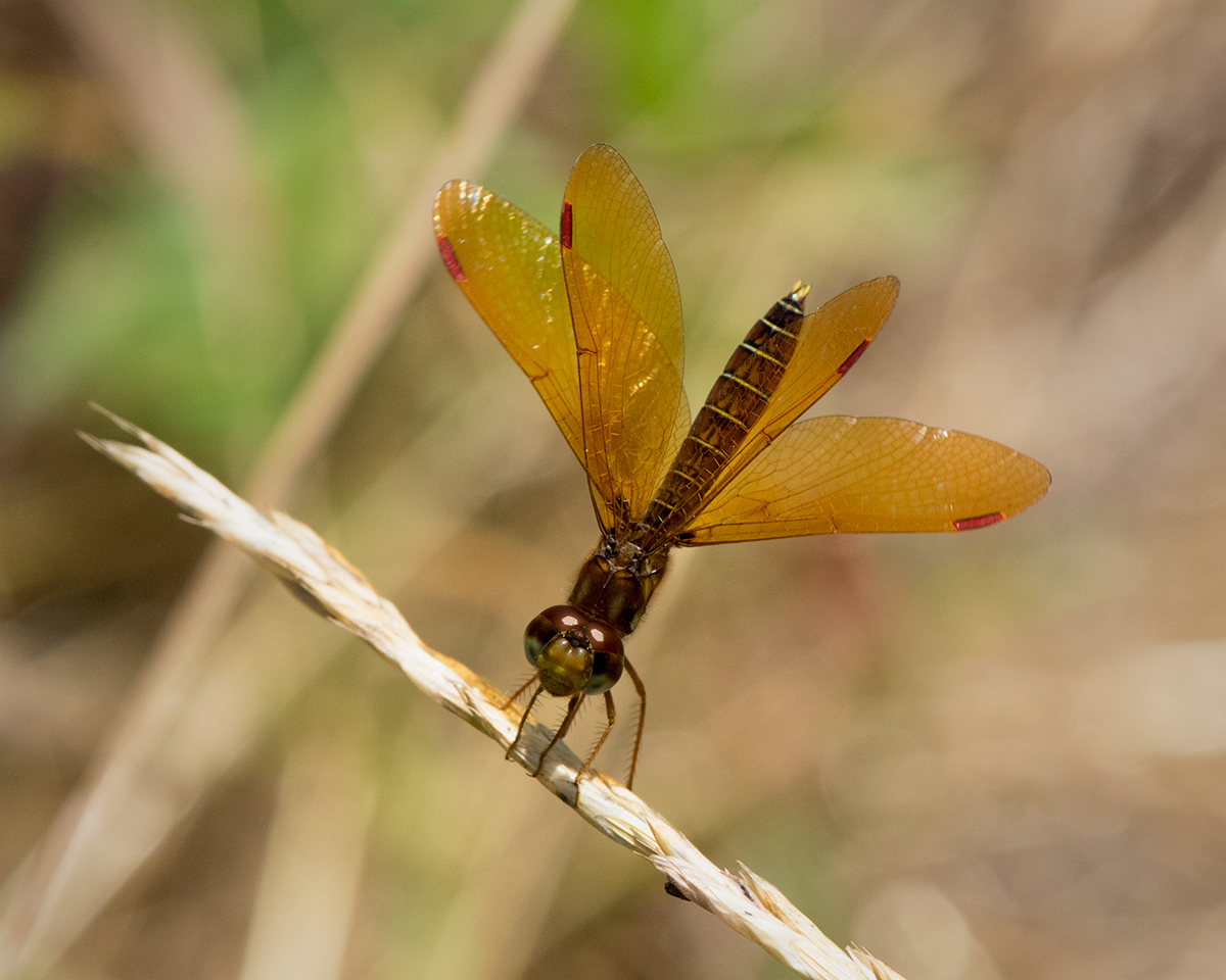Eastern Amberwing