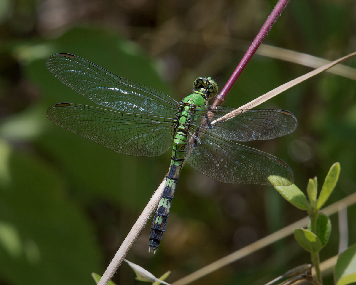 Eastern Pondhawk