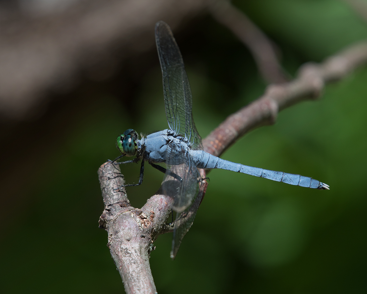 Eastern Pondhawk