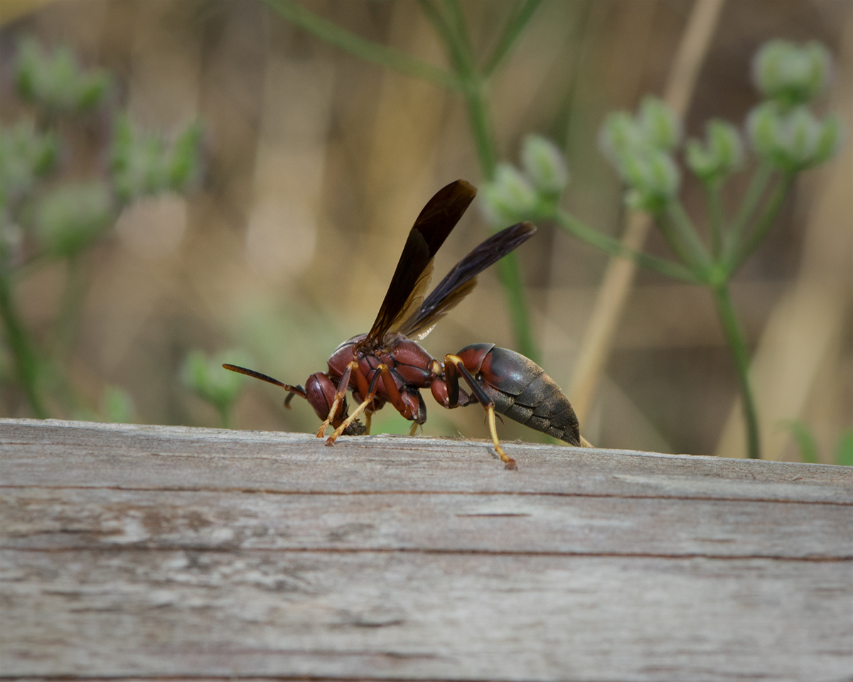 Polistes metricus
