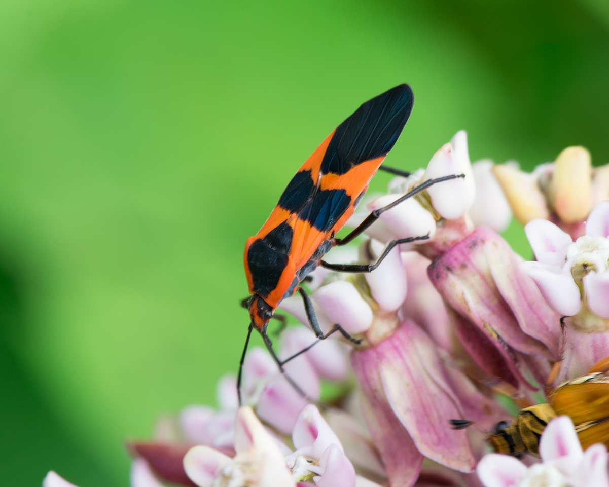 Large Milkweed Bug