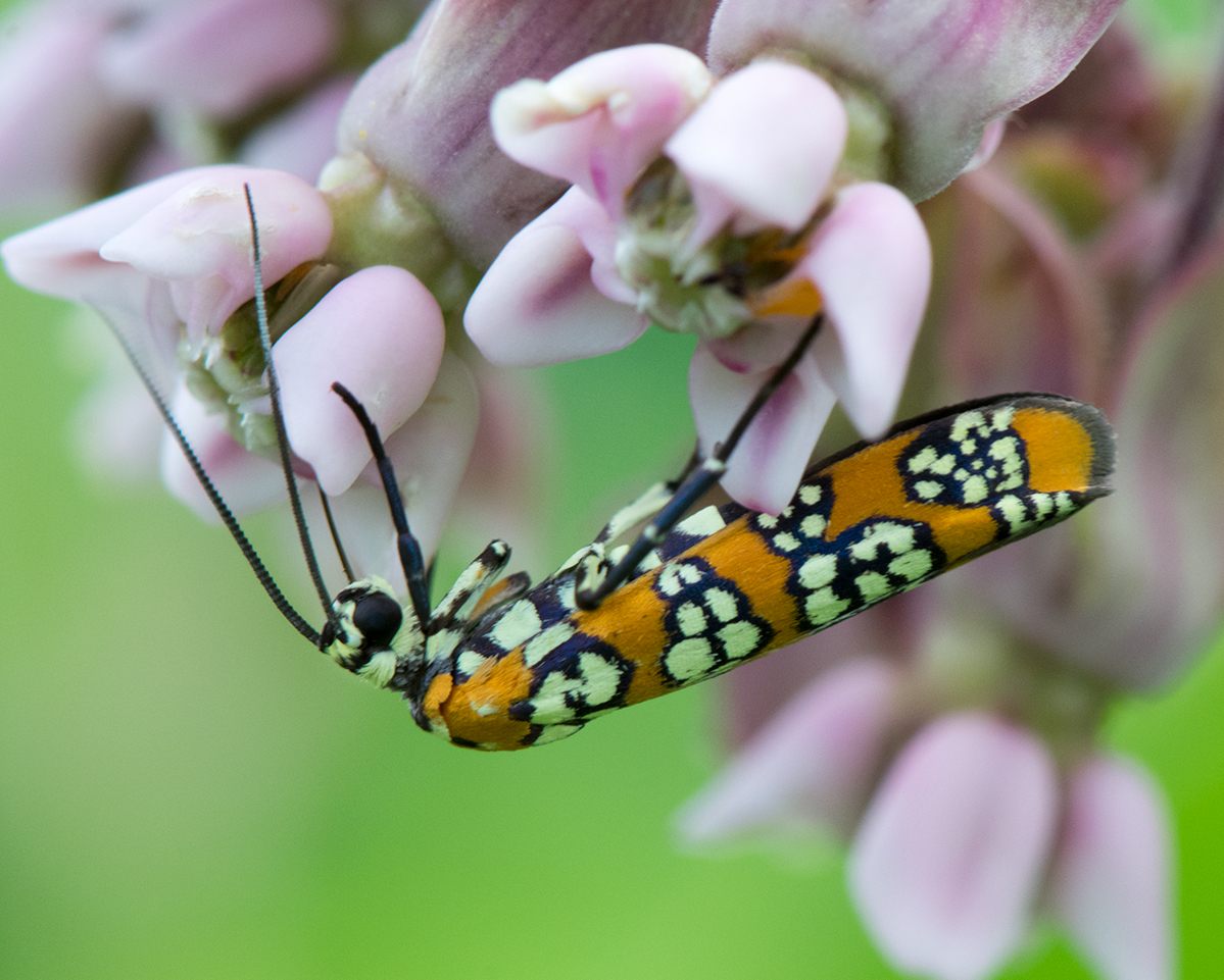 Ailanthus Webworm