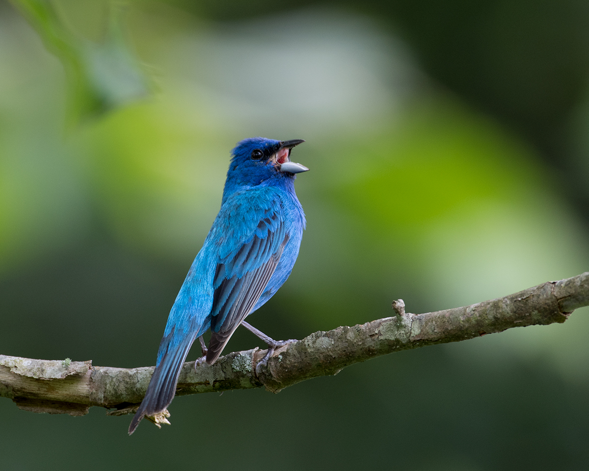 Indigo Bunting