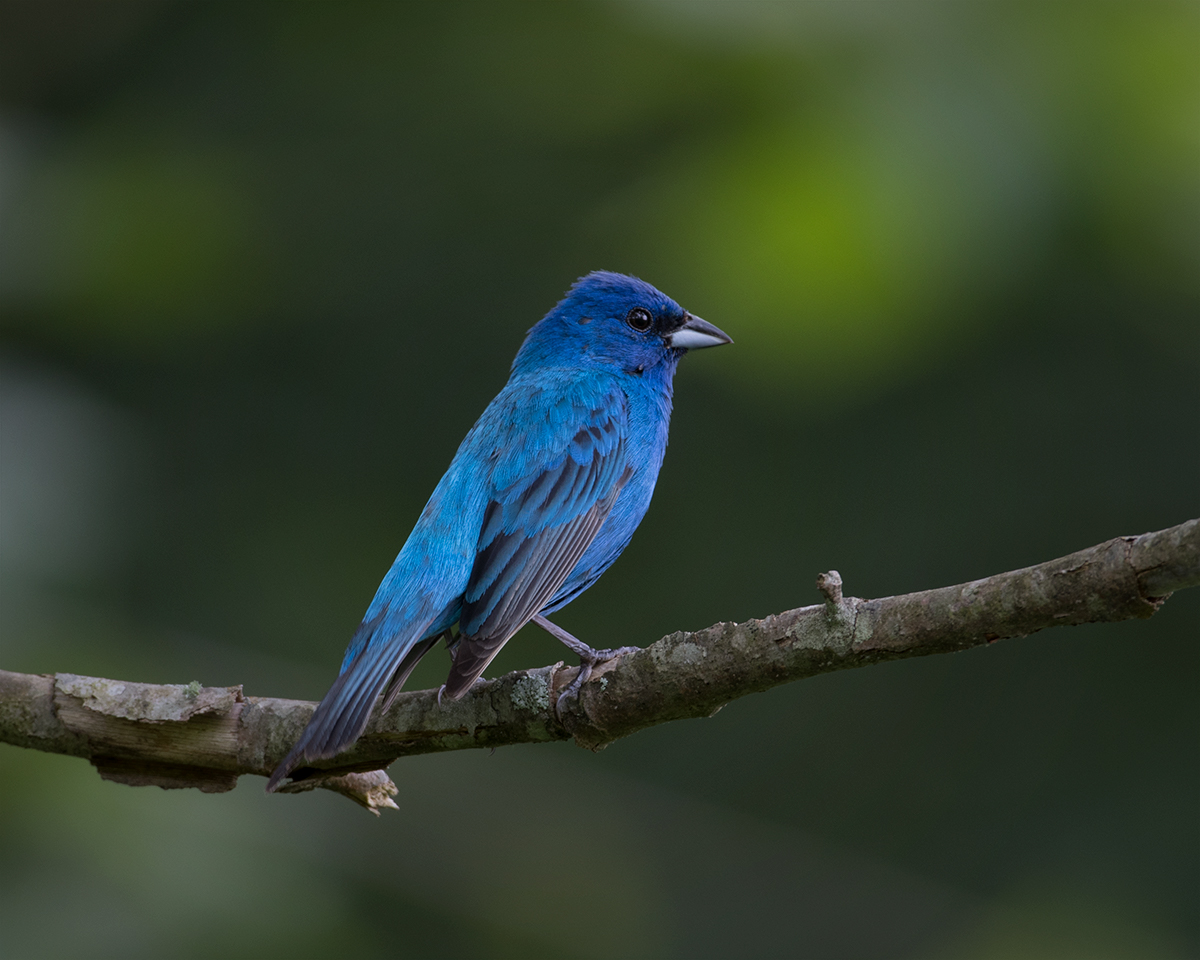 Indigo Bunting