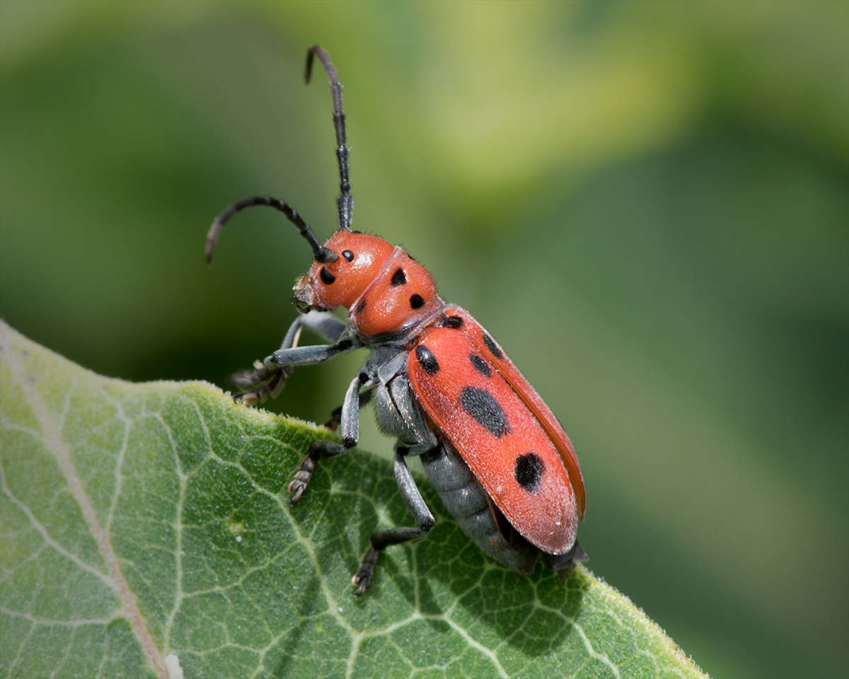 Red Milkweed Beetle
