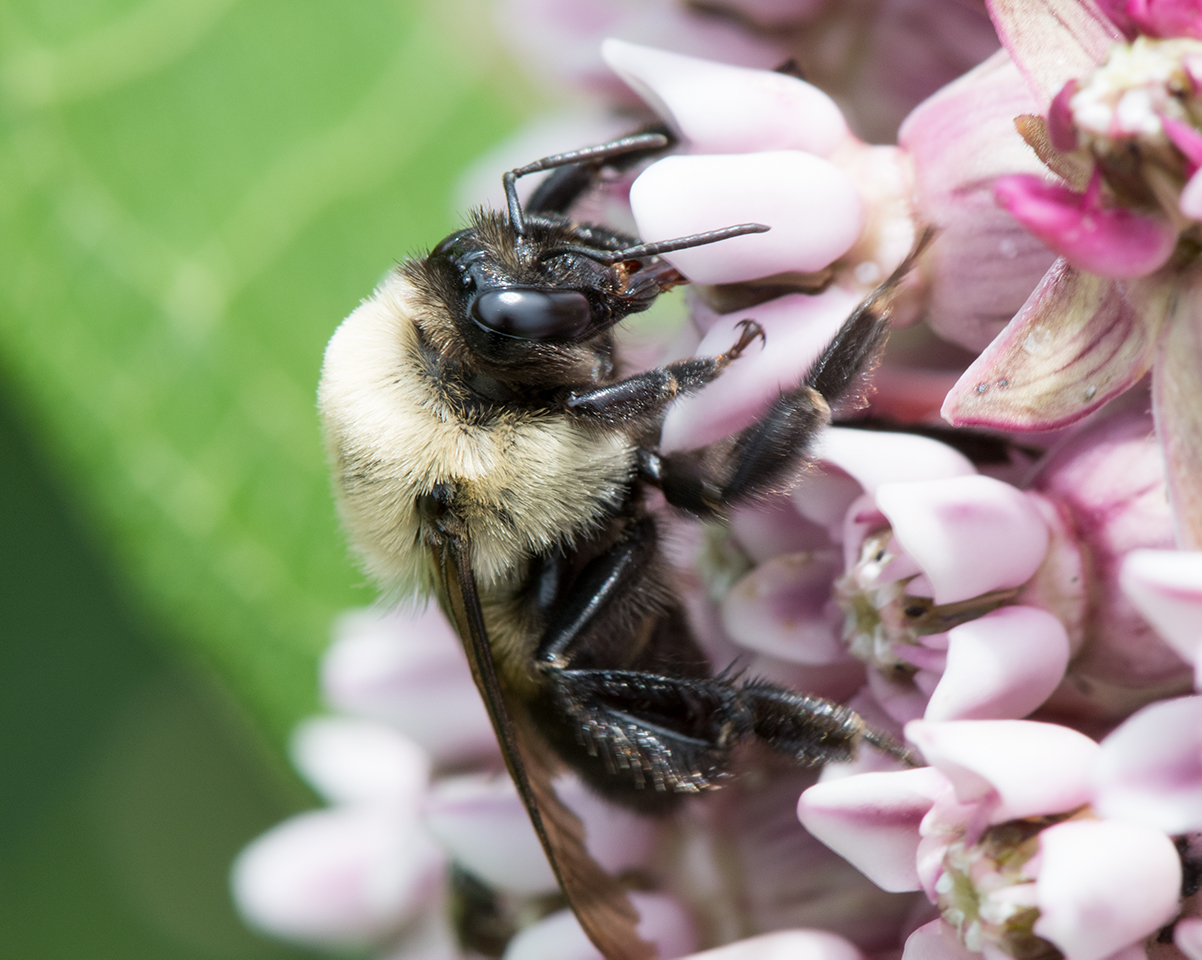 Unidentified Bumblebee