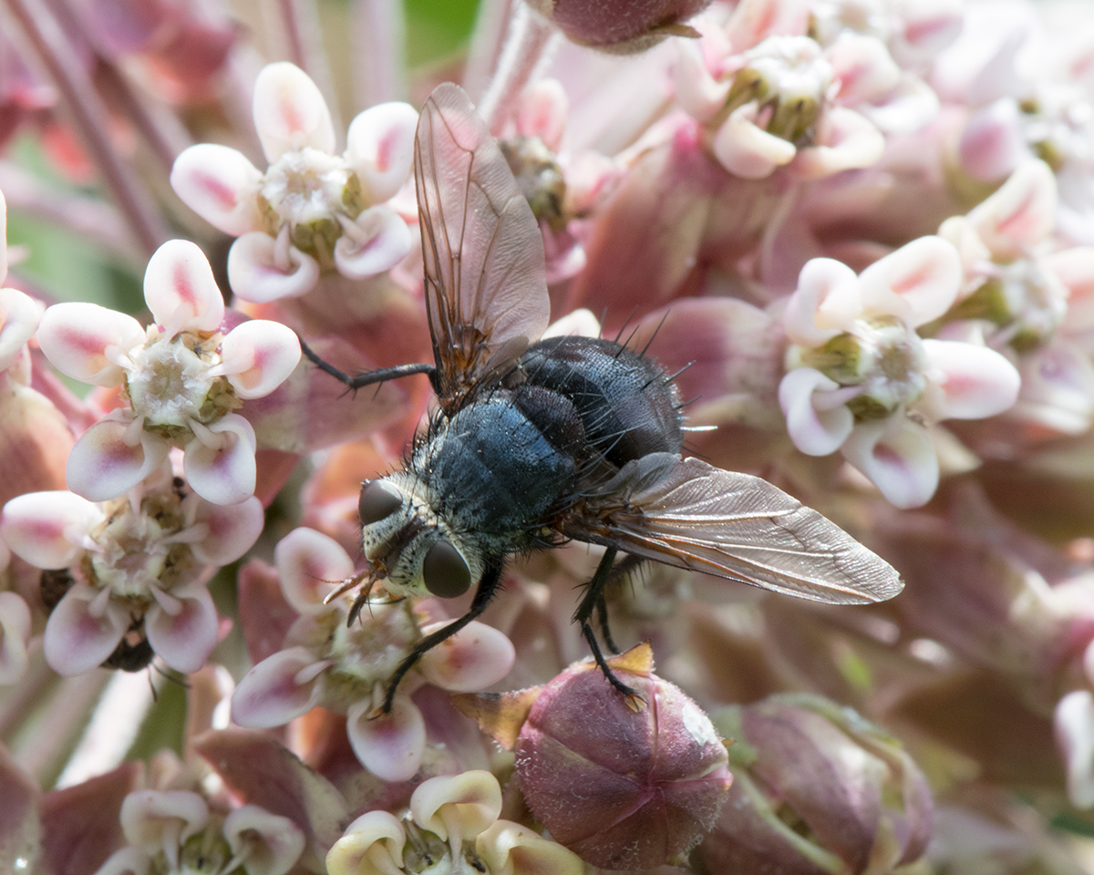 Unidentified Fly