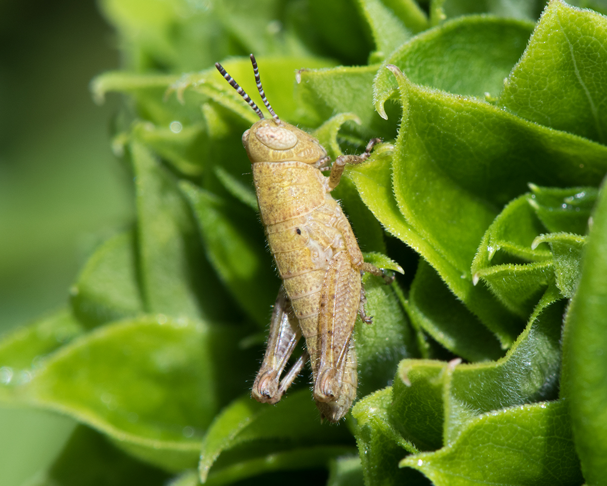 Unidentified Grasshopper