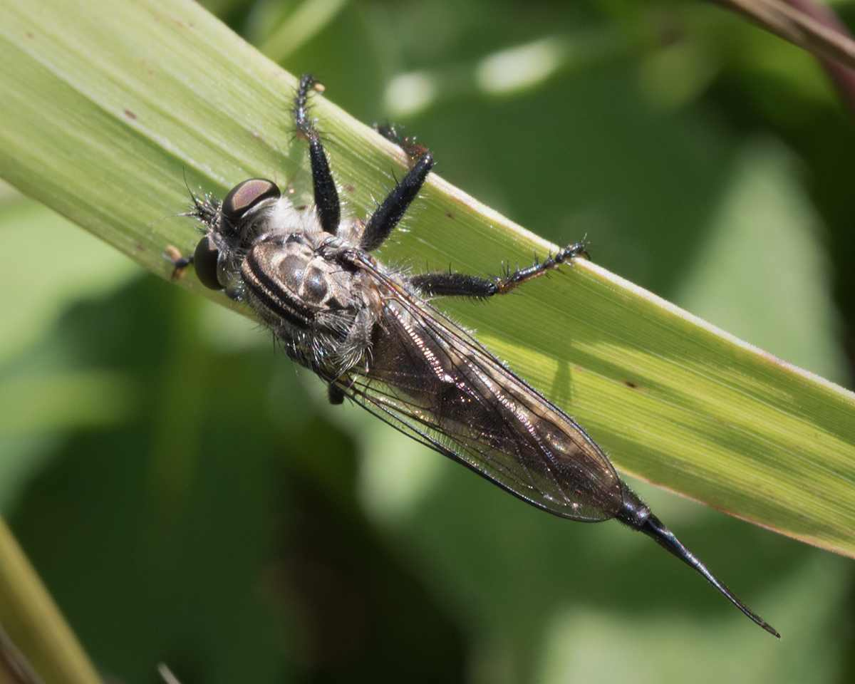 Unidentified Robber Fly