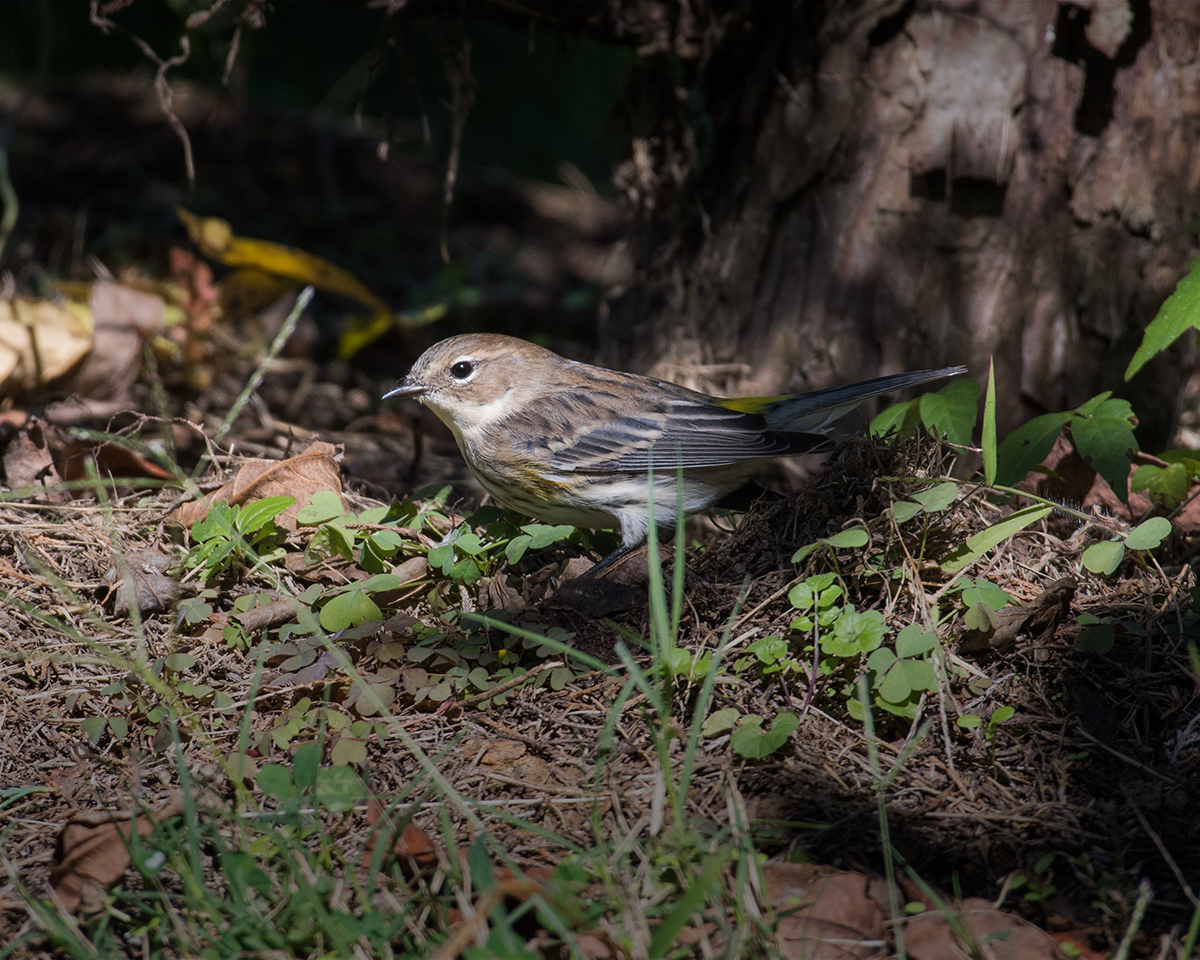 Yellow-rumped Warbler