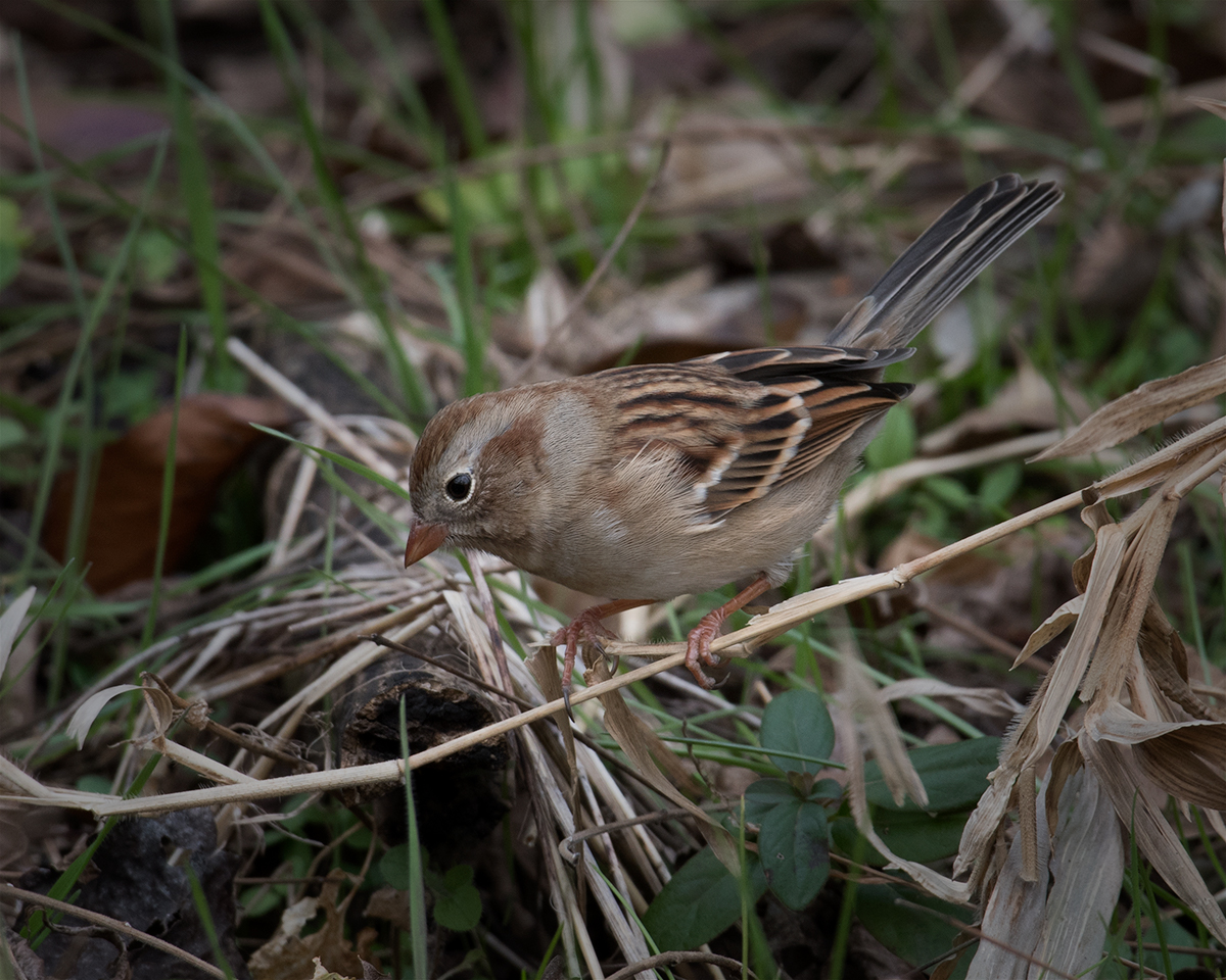 Field Sparrow
