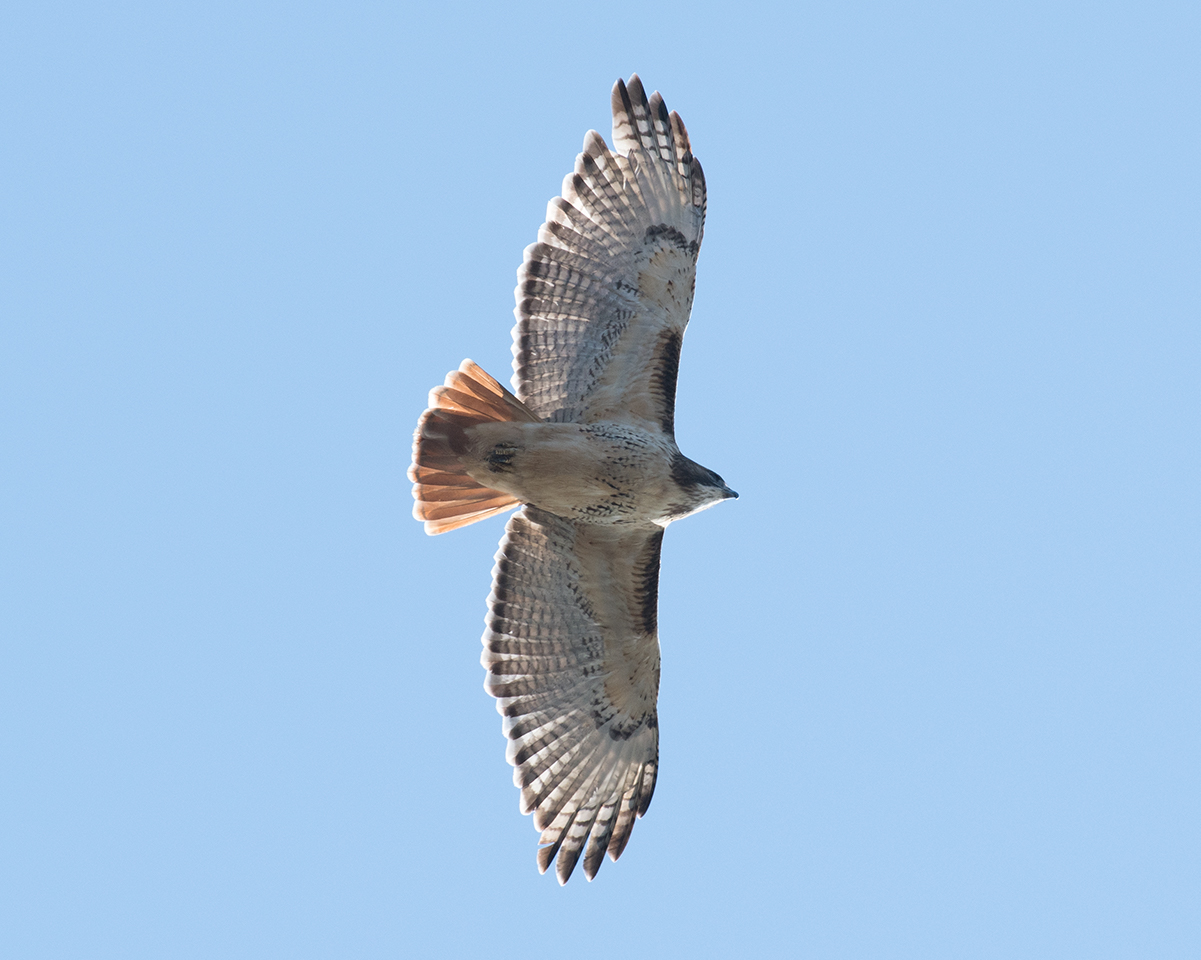 Red-tailed Hawk