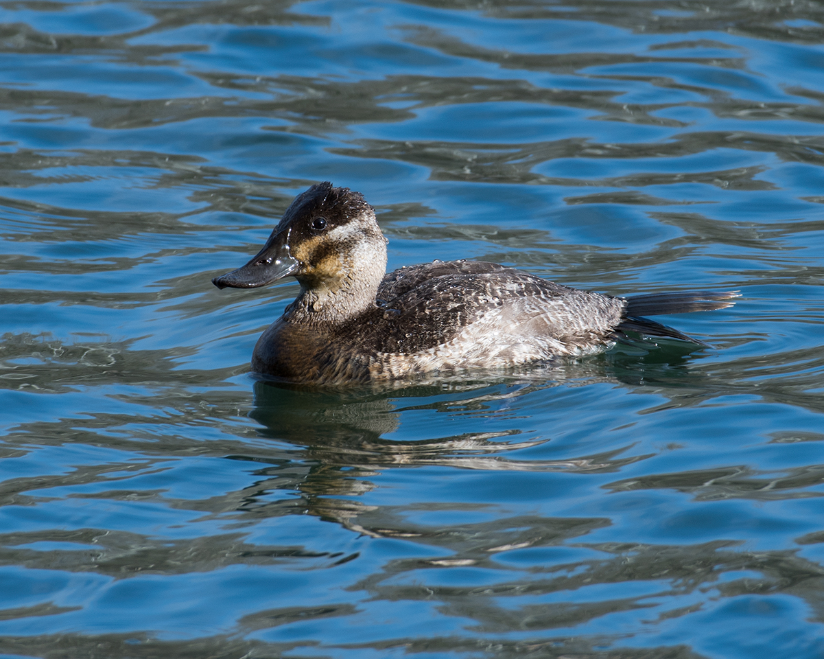 Ruddy Duck