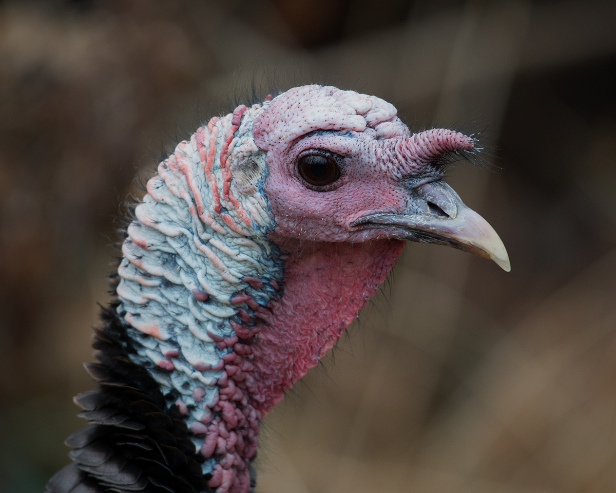 Wild Turkey