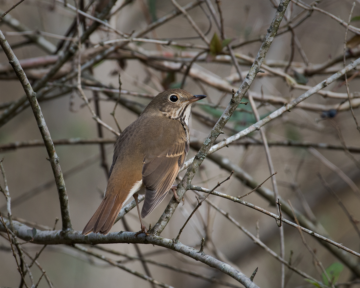 Hermit Thrush
