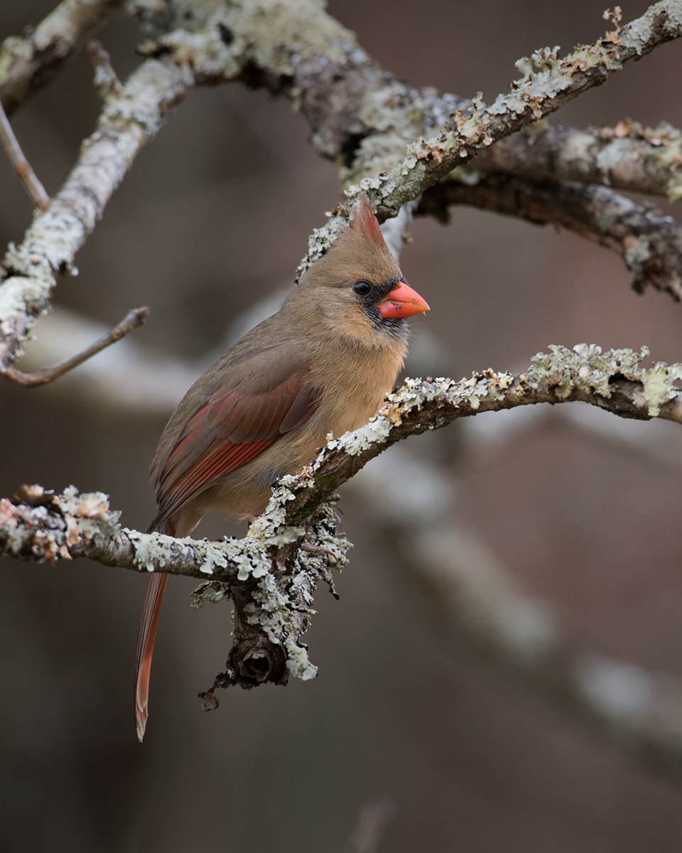 Northern Cardinal