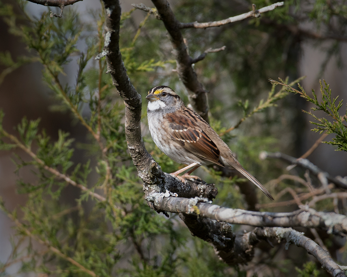 White-throated Sparrow