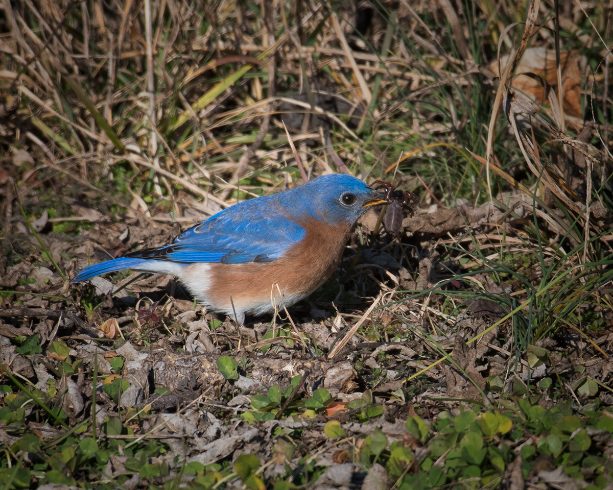 Eastern Bluebird