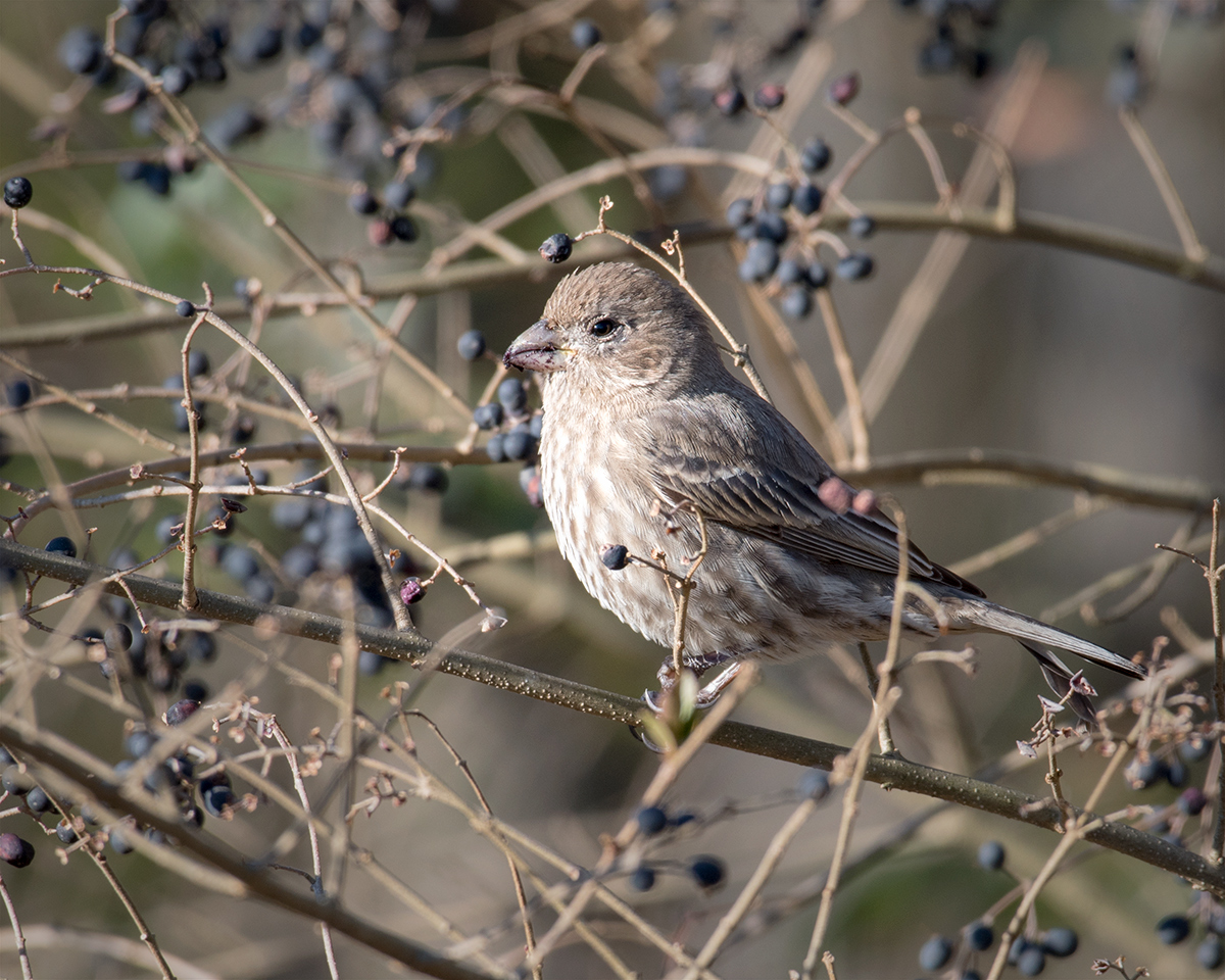 House Finch