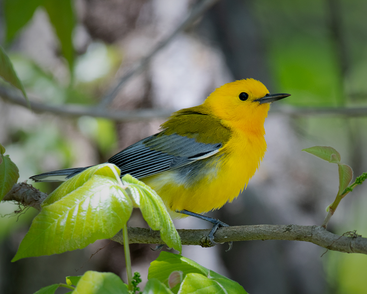 Prothonotary Warbler