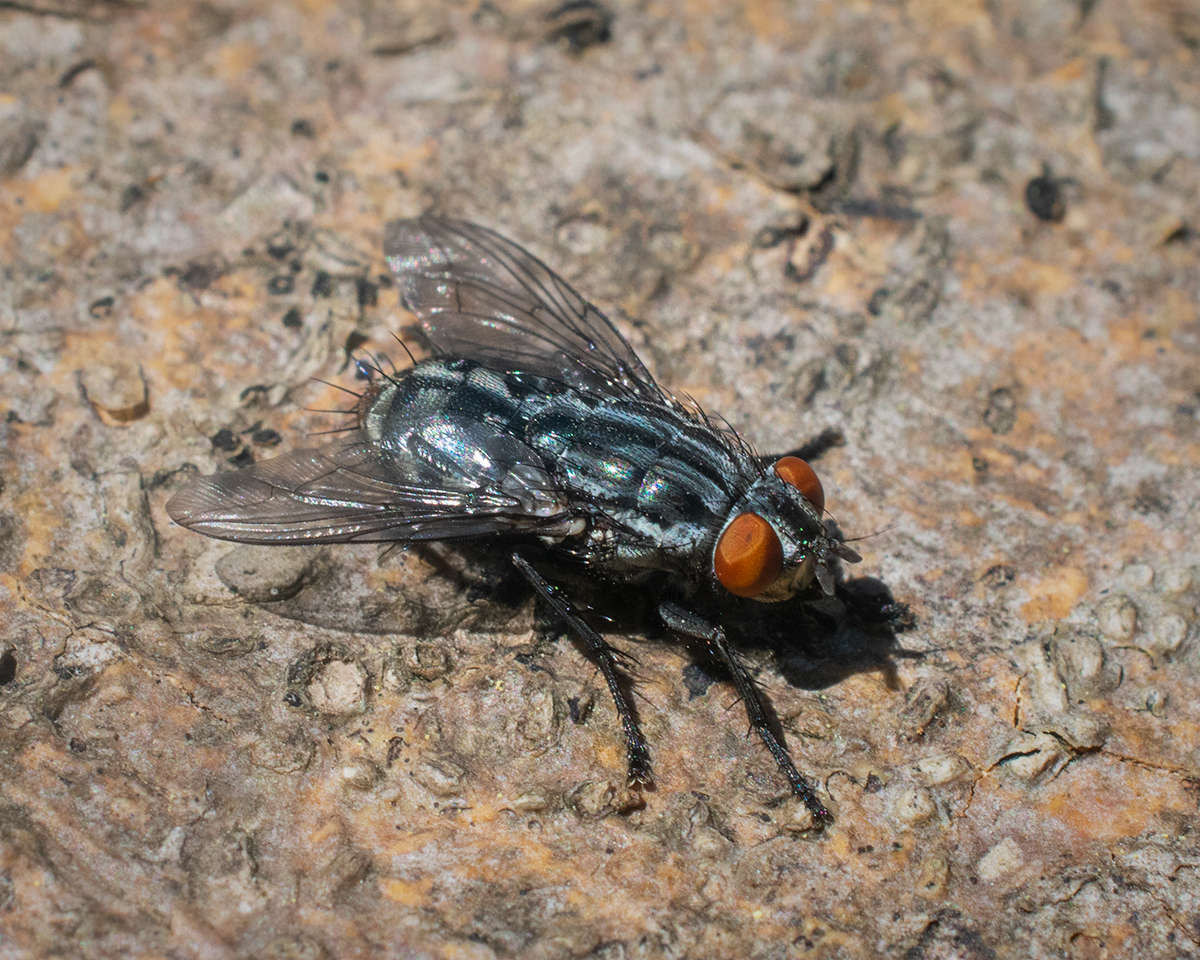 Unidentified Fly