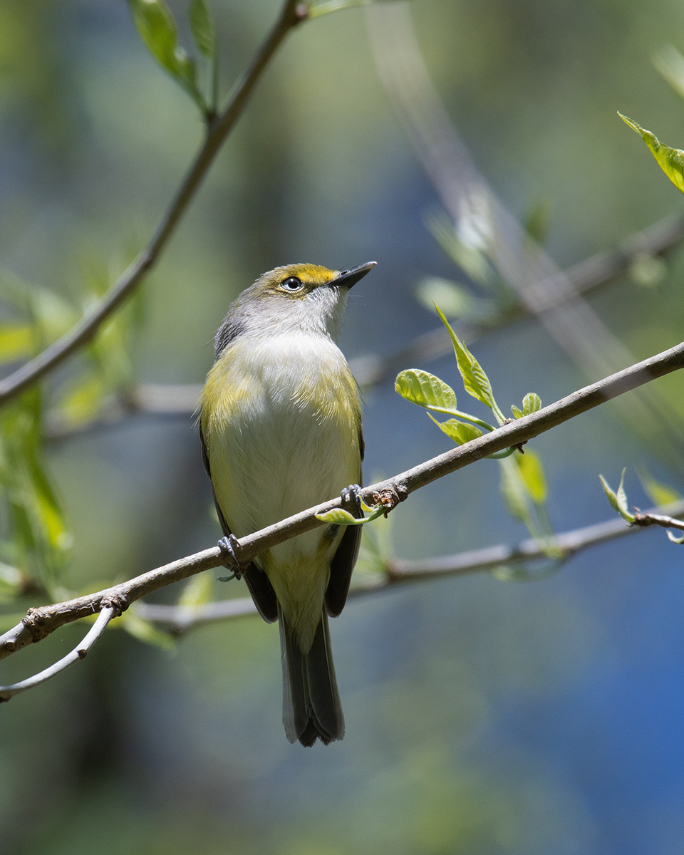 White-eyed Vireo