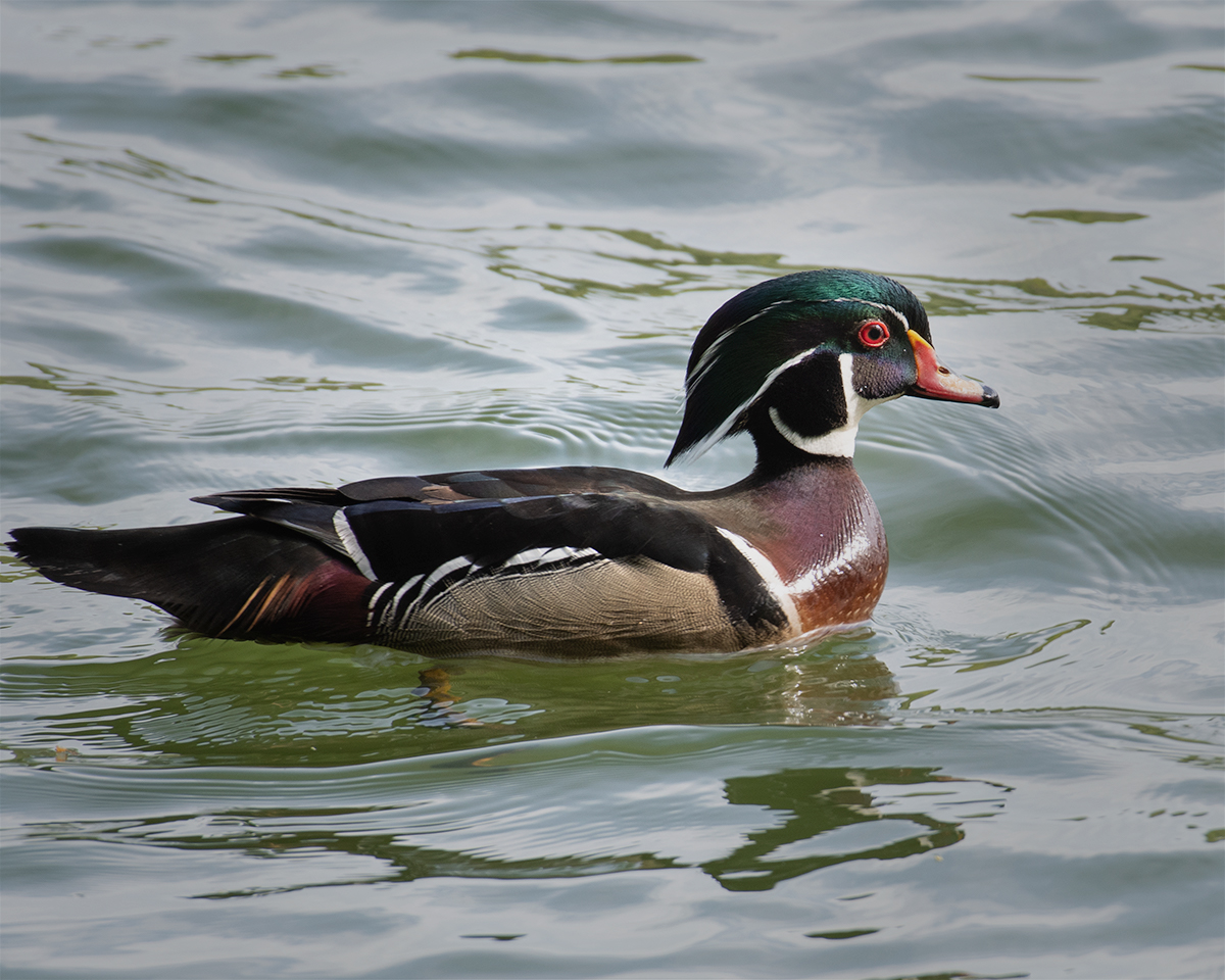 Wood Duck