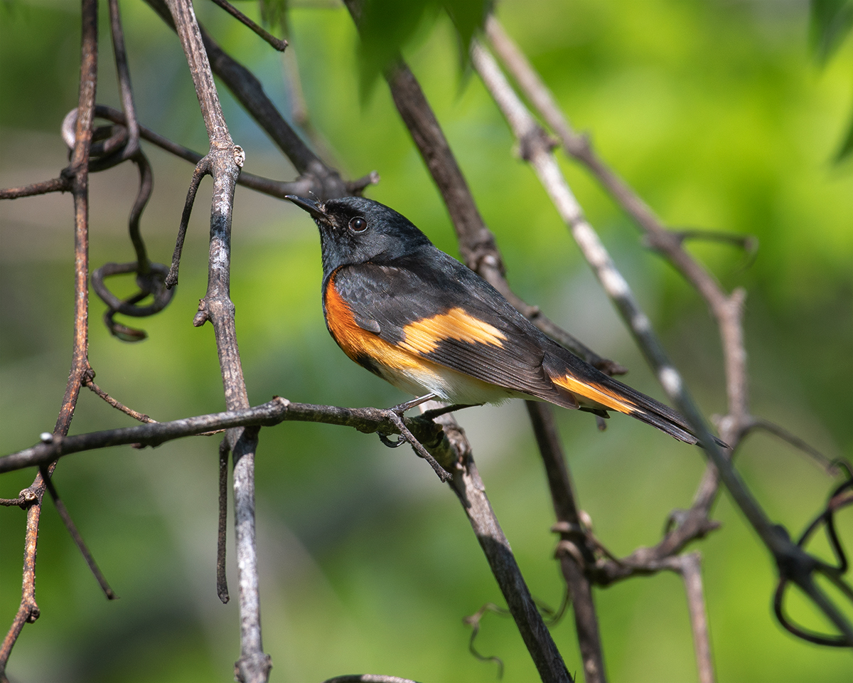 American Redstart