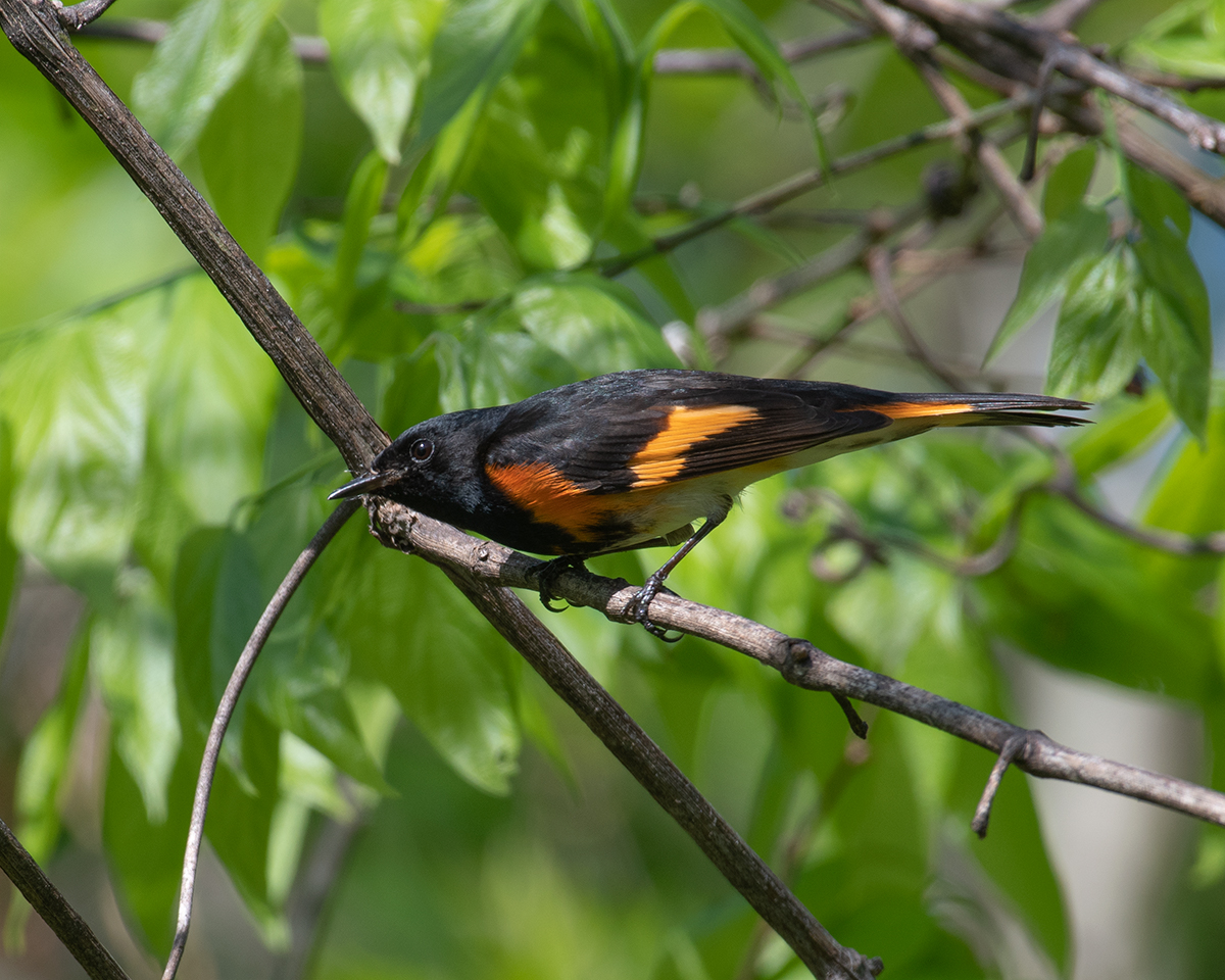 American Redstart