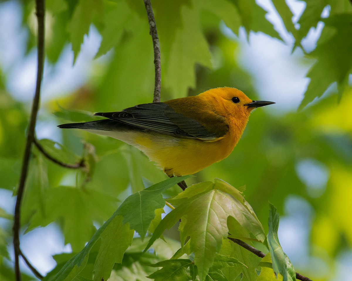 Prothonotary Warbler