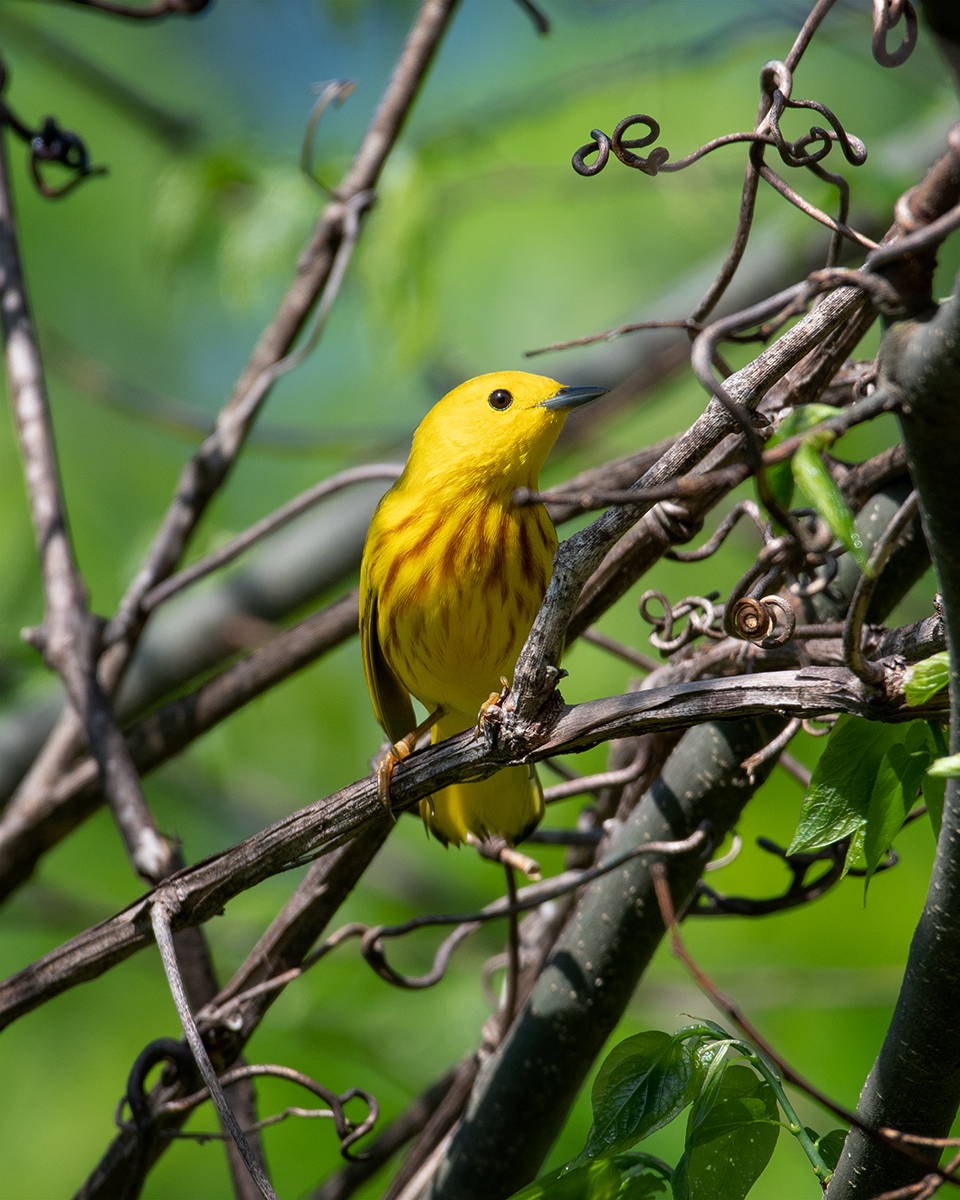 Yellow Warbler