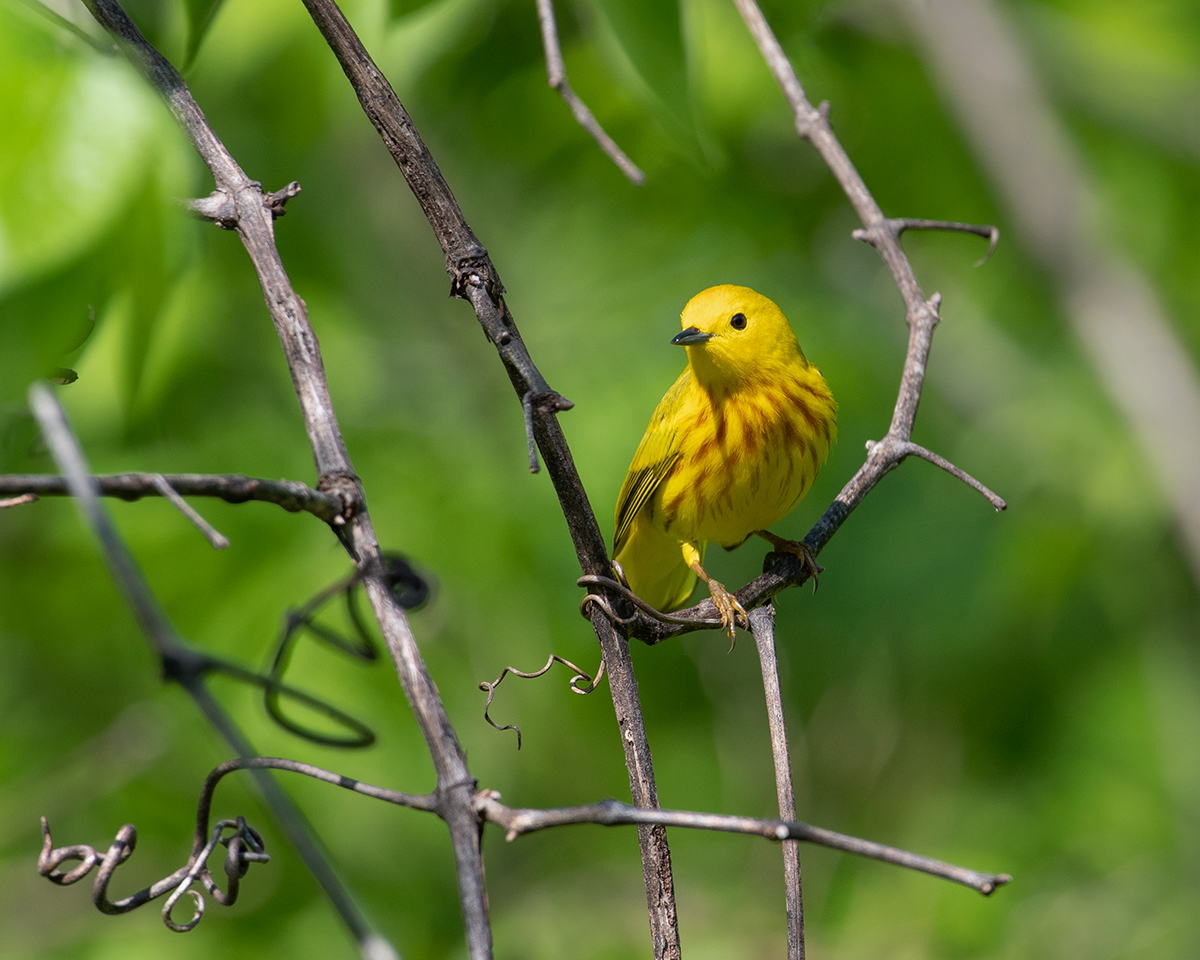 Yellow Warbler