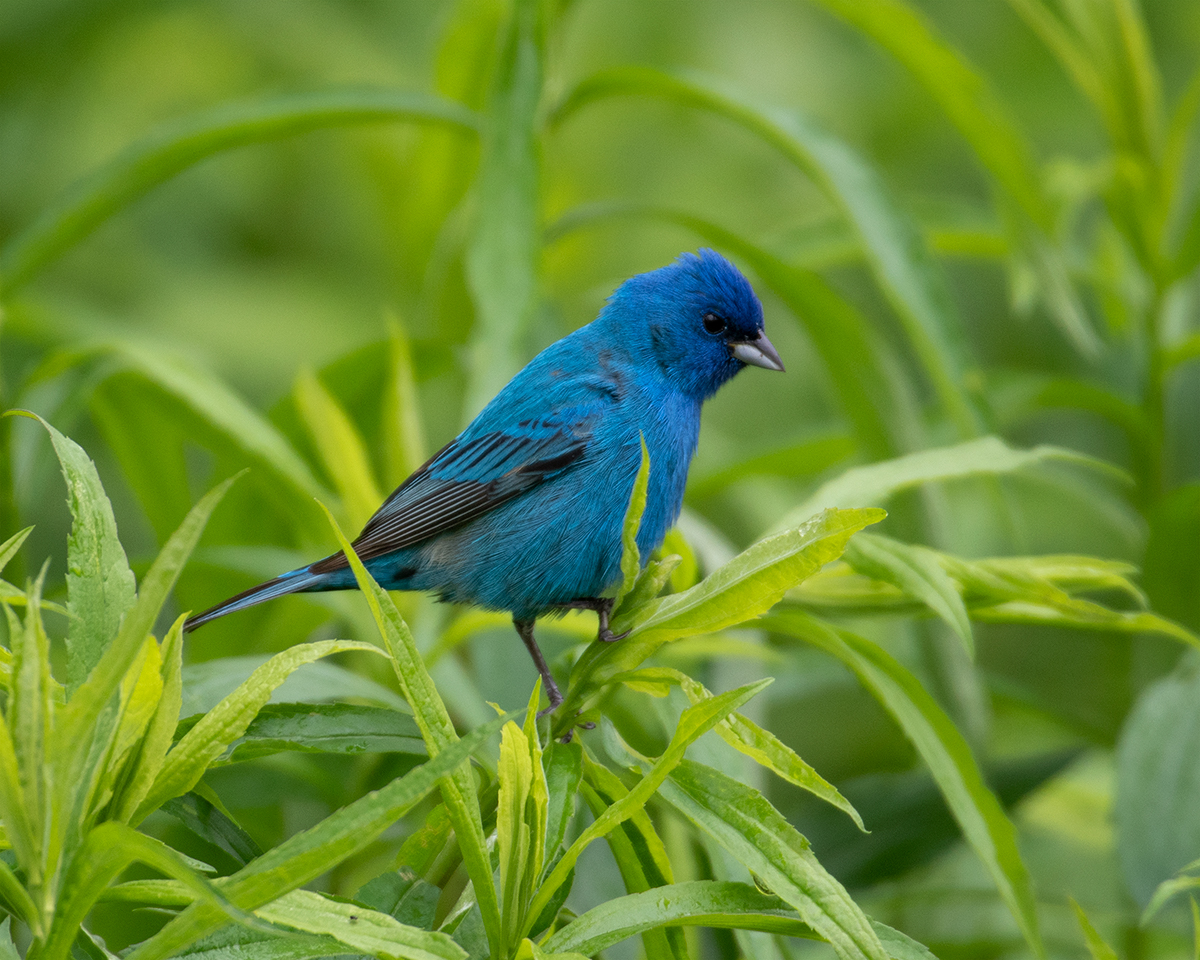 Indigo Bunting