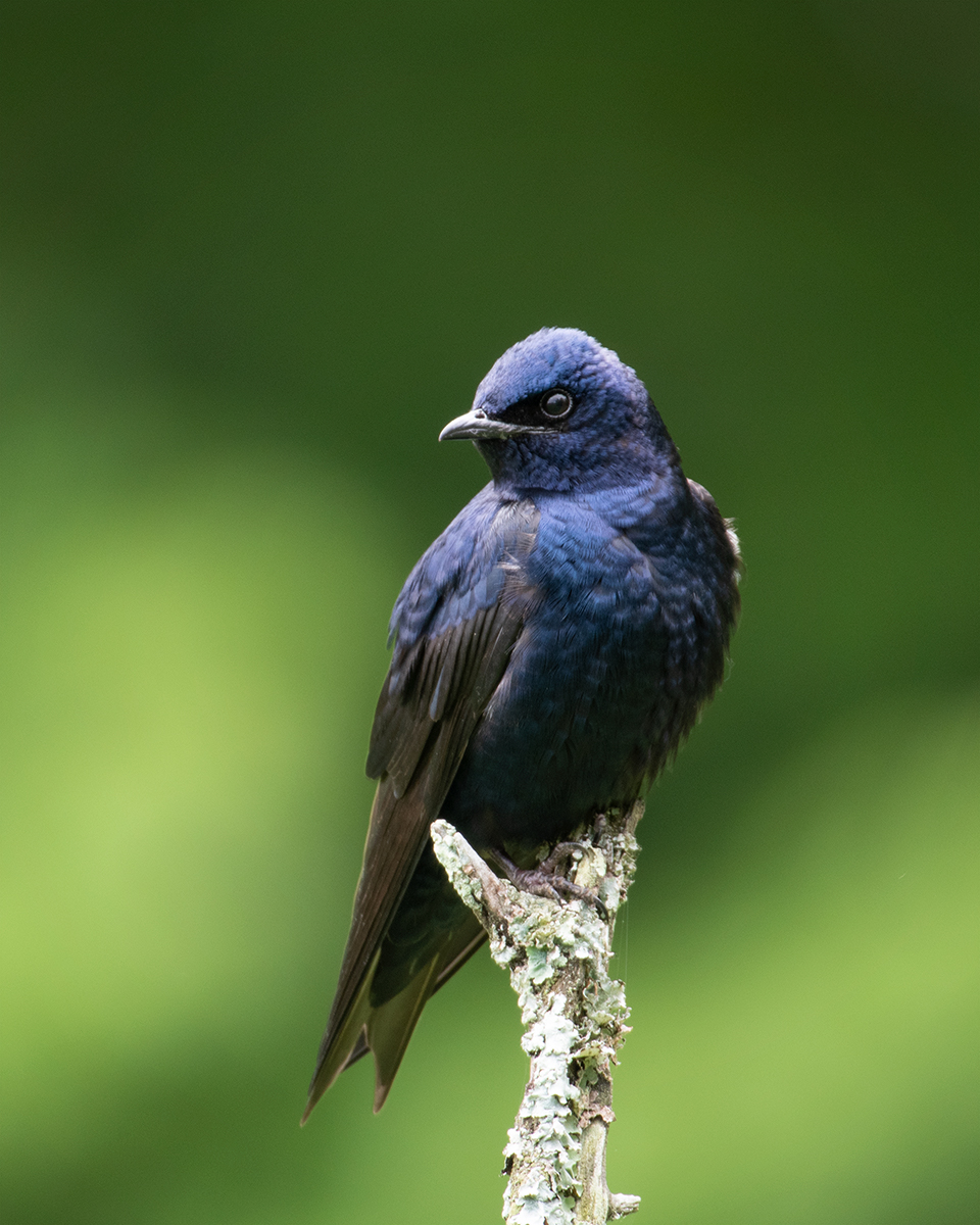 Purple Martin