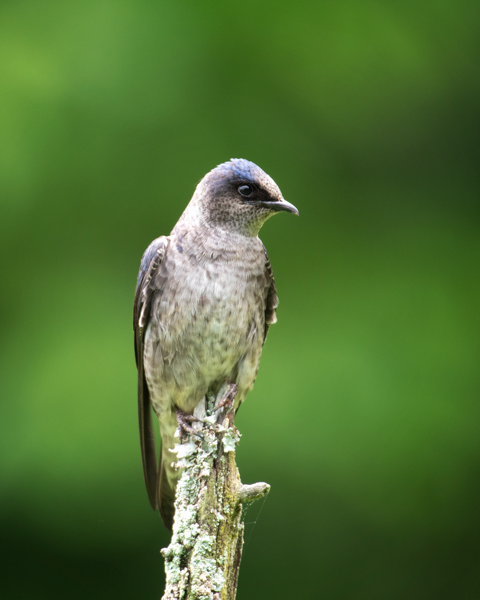 Purple Martin
